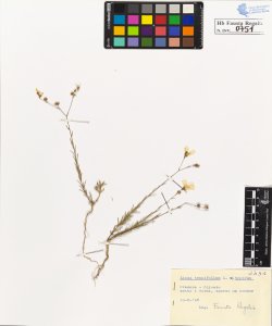 Linum tenuifolium L. typicum