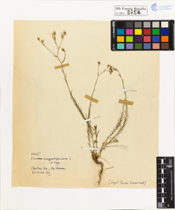 Linum angustifolium L.