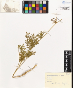 Ruta graveolens L. typica