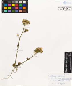 Althaea rosea Cav.