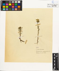 Euphorbia cyparissias L.