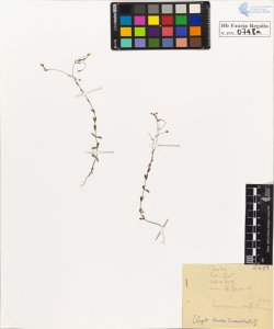 Linum catharticum L.