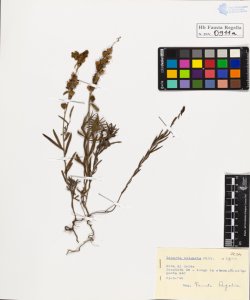 Linaria vulgaris Mill. typica