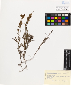 Linaria vulgaris Mill. typica