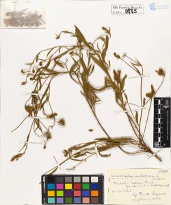 Convolvulus cantabrica L. typicus