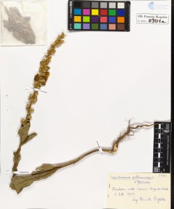 Verbascum phlomoides L. typicum