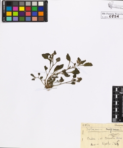 Solanum nigrum L.