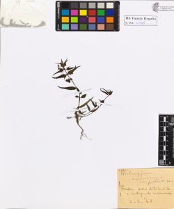 Melampyrum nemorosum L. var. pratense