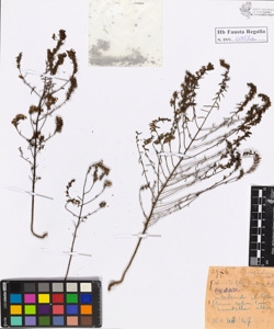 Odontites lutea Rchb.