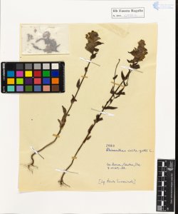 Rhinanthus crista-galli L.