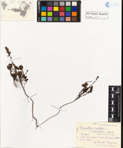 Rhinanthus crista-galli L. var. angustifolius (Gmel.)