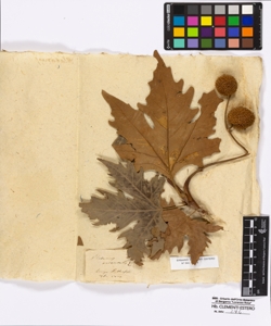 Platanus orientalis Linneo