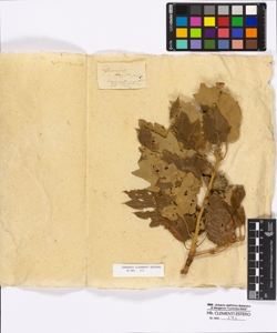 Quercus aegylops Linneo