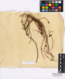 Ephedra sp.