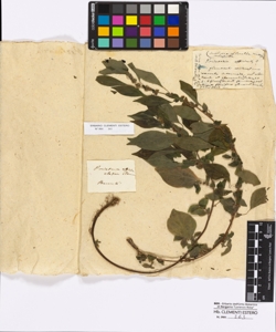 Parietaria officinalis