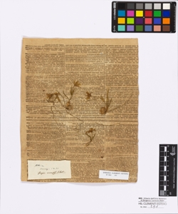 Gagea arvensis Schultes