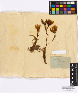 Stenbergia lutea Kerner