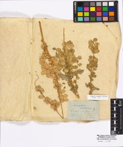 Atriplex hortensis Linneo