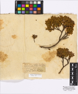 Daphne jasminifolia Smith & Griseb.