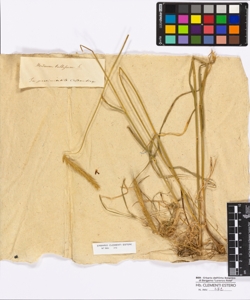 Hordeum bulbosum Linneo
