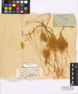 Brachypodium ramosum Roem.& Schult