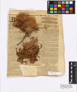 Evernia pinnatifida