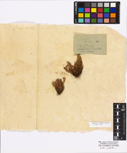 Ceterac officinarum W.