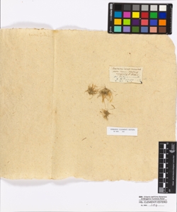 Schismus marginatus P.Beauverd