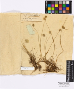 Alopecurus vaginatus Pallas