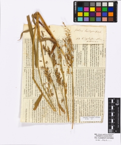 Holcus halepensis Linneo