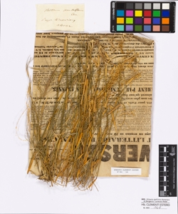 Milium multiflorum Cavanilles