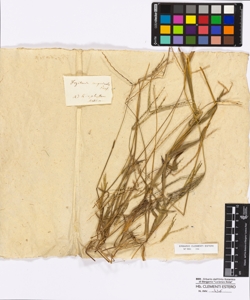 Digitaria sanguinalis Persoon