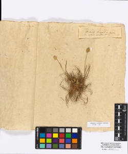 Dactylis hispanica Roth
