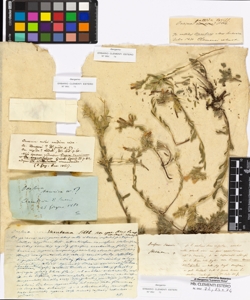 Onosma pallida Boissier