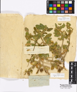 Heliotropium europaeum Linneo