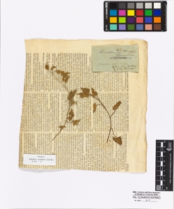 Convolvulus tenuissimus Smith