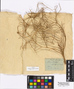 Convolvulus dorycnium Linneo