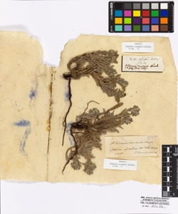 Alkanna tinctoria Tausch