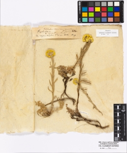 Helichrysum arenarium