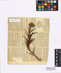 Inula ensifolia Linneo
