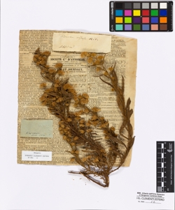 Inula viscosa Aiton