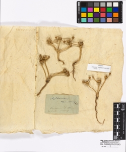 Asteriscus aquaticum Lessing