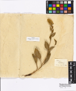 Solidago virgaurea Linneo