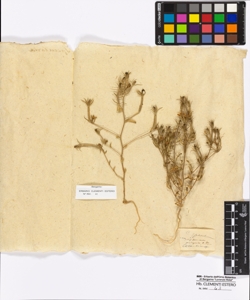 Specularia sp.