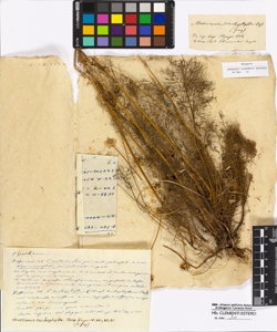 Matricaria trichophylla Boissier (Gay)