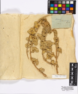 Ballota acetabulosa Bentham