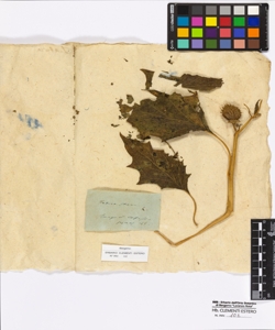 Datura stramonium Linneo