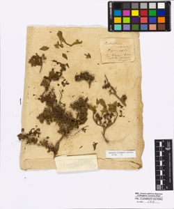 Scutellaria orientalis