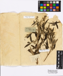 Vites agnus-castrus
