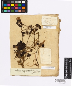 Lamium veronicaefolium Bentham